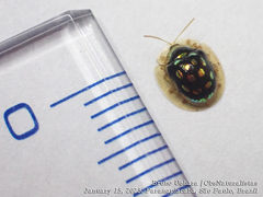 Plagiometriona stillata