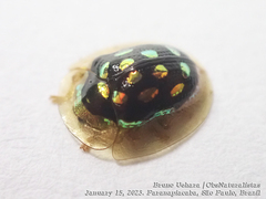 Plagiometriona stillata