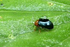 Podagrica fuscicornis