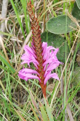 Watsonia pulchra