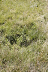Rubus ludwigii