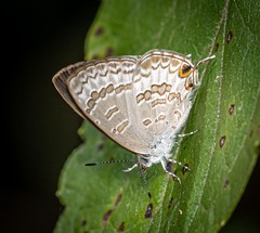 Catopyrops florinda