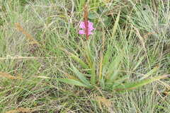 Watsonia pulchra