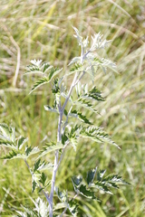 Rubus ludwigii