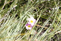 Oxalis obliquifolia
