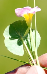 Oxalis obliquifolia