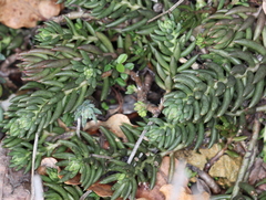 Petrosedum rupestre