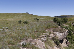 Protea roupelliae roupelliae
