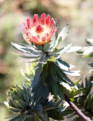 Protea roupelliae roupelliae