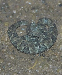 Bothrops atrox
