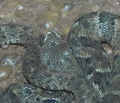 Bothrops atrox