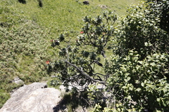 Protea roupelliae roupelliae