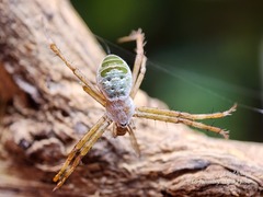Argiope chloreides