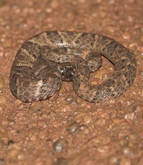 Bothrops atrox