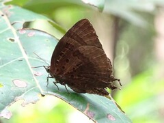 Arhopala madytus