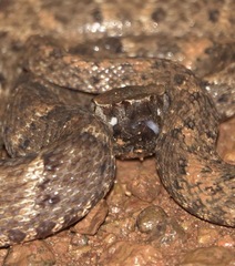 Bothrops atrox