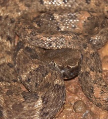 Bothrops atrox