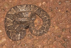 Bothrops atrox