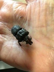 Ryssonotus nebulosus
