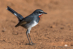 Calliope tschebaiewi