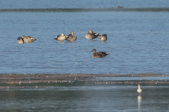 Anas platyrhynchos × poecilorhyncha