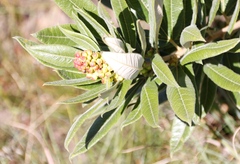 Searsia discolor
