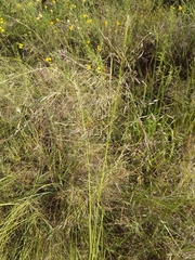 Eragrostis chloromelas