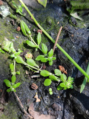 Callitriche cophocarpa