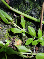 Callitriche cophocarpa