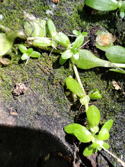 Callitriche cophocarpa