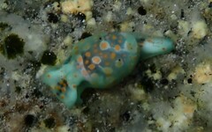 Lamprohaminoea ovalis