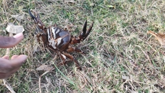 Barytelphusa cunicularis