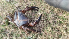 Barytelphusa cunicularis