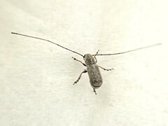 Euciodes suturalis