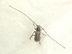 Euciodes suturalis