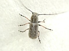 Euciodes suturalis
