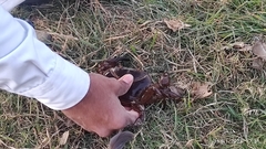 Barytelphusa cunicularis