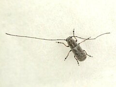 Euciodes suturalis