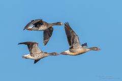 Anser albifrons albifrons