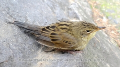 Locustella lanceolata