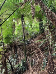 Cyathea cunninghamii
