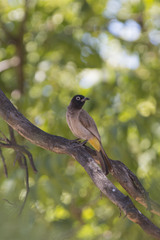 Pycnonotus xanthopygos