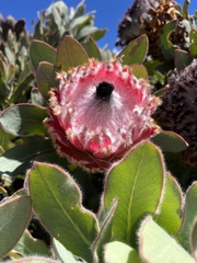 Protea magnifica