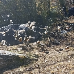 Pterorhinus albogularis