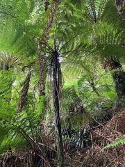 Cyathea cunninghamii