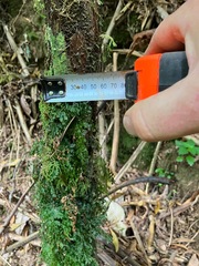 Cyathea cunninghamii