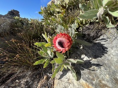 Protea magnifica