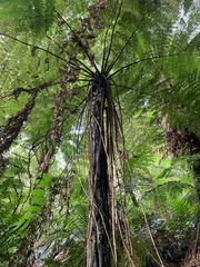 Cyathea cunninghamii
