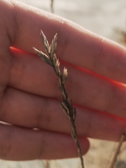 Festuca