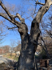 Zelkova serrata